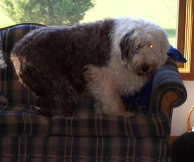 What do you mean dogs aren't allowed on the couch?
